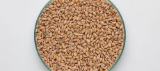 Mallas Wheat Malt 5-7 EBC 1kg BW