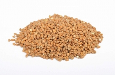 Floormalted Bohemian Wheat 3-5,5 EBC 25kg Weyermann
