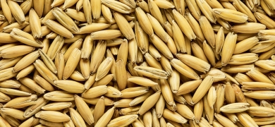 Malted Oats 2-4 EBC 25kg Simpsons