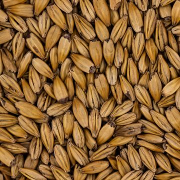 CaraGlow 1kg Simpson Malt