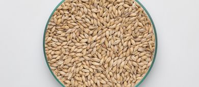 Pilsen Malt 3-4 EBC 25kg BINDEWALD