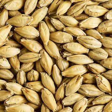 Vienna Malt 5-10 EBC 1kg Simpsons Malt