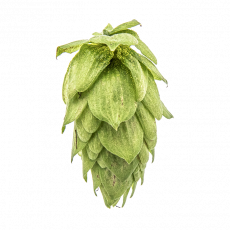 Sorachi Ace 50g T90 pelletti YCH