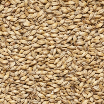 Golden Ale 9-14 EBC 25kg Viking