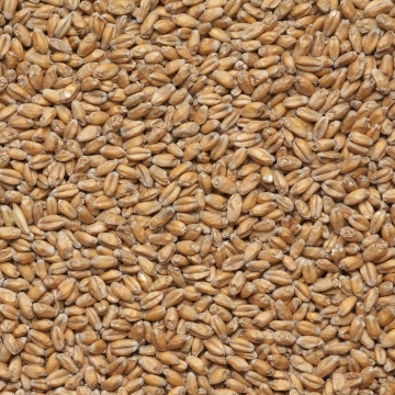 Smoked Wheat Malt max 10 EBC 1kg Viking