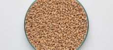 Mallas Wheat Malt 5-7 EBC 25kg BINDEWALD